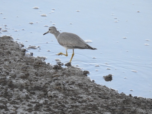 Tringa brevipes observed 2026-10-25