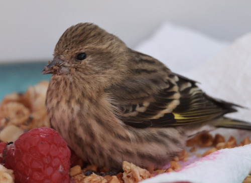 Pine Siskin