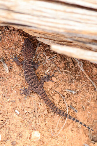 Heteronotia binoei observed 2026-10-17
