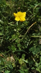 Ranunculus montanus