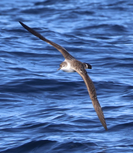 Puffinus puffinus, 2026-10-25