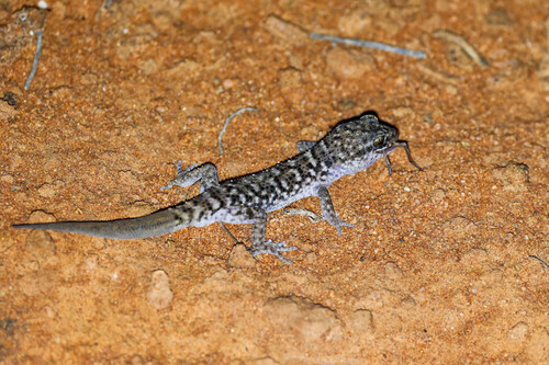 Heteronotia binoei observed 2026-10-17