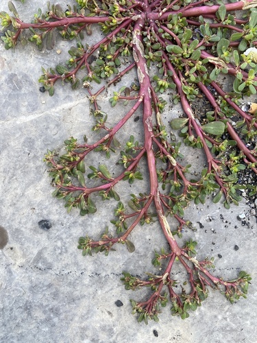 Portulaca oleracea observed 2026-10-26