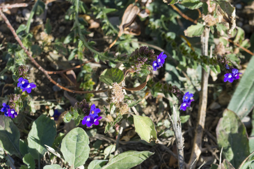 Anchusa, 2026-10-26