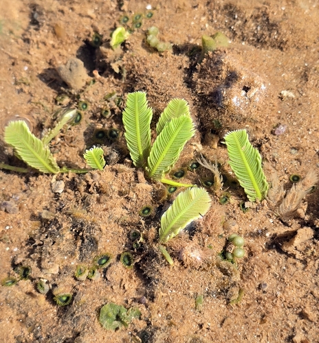 Caulerpa observed 2026-10-26