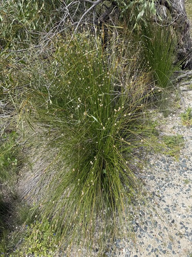 Fimbristylis observed 2026-10-25