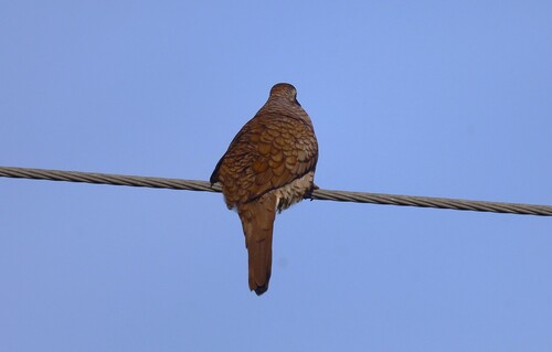 Columbina inca