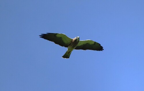 Aguililla de Swainson