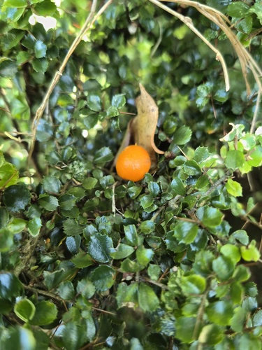 Pittosporum multiflorum observed 2026-10-25