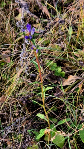 Campanula glomerata, 2026-10-24