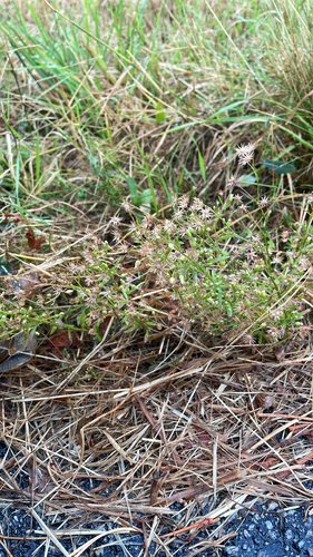 horseweed
