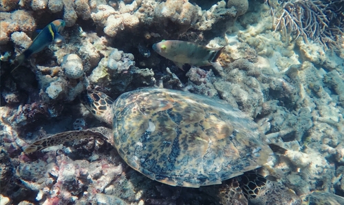 Eretmochelys imbricata observed 2026-10-26