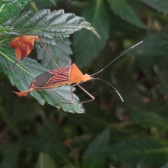 Anisoscelis podalicus