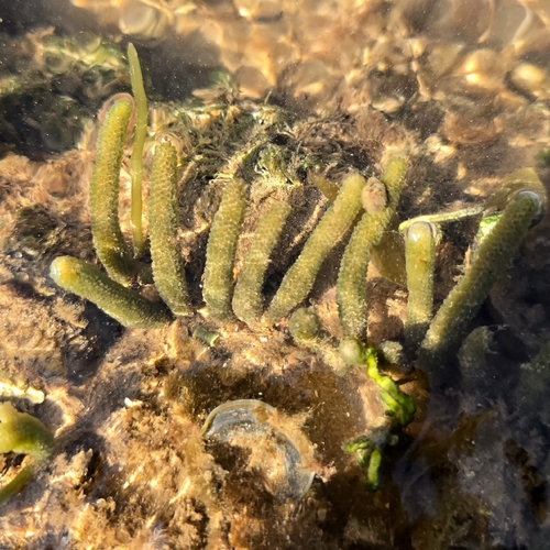 Codium fragile observed 2026-10-26