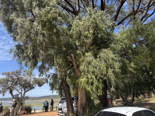 Agonis flexuosa, 2026-10-25