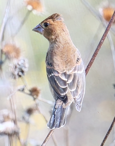 Blue Grosbeak