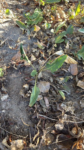 Lepidium latifolium, 2026-10-15