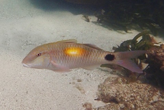 Parupeneus indicus