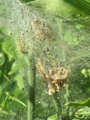 Yponomeuta cagnagella