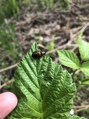 Platycerus