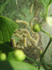 Yponomeuta cagnagella