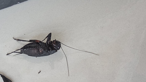 Southern Field Cricket