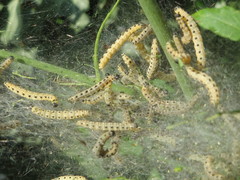 Yponomeuta cagnagella