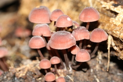 Mycena kurramulla