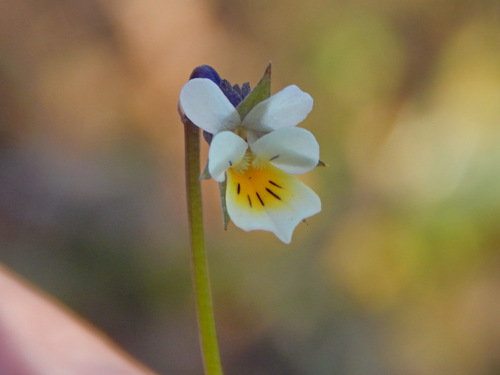 Viola arvensis, 2026-10-26