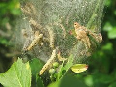 Yponomeuta cagnagella