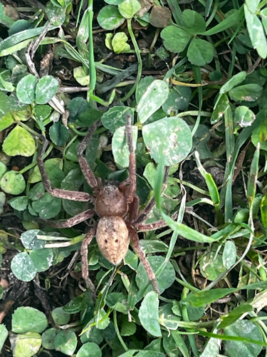 Olios argelasius