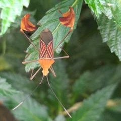 Anisoscelis podalicus