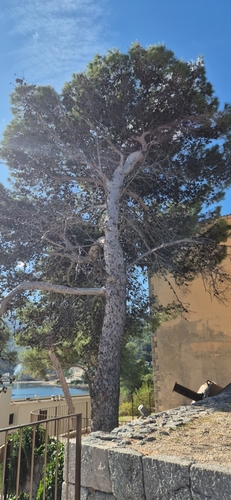 Pinus halepensis observed 2026-10-26