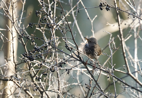 Turdus ruficollis observed 2026-10-26