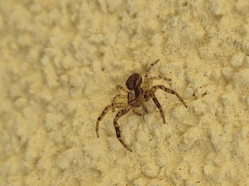 Baumkrabbenspinne