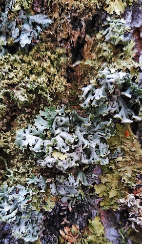 Hypogymnia physodes observed 2026-10-26