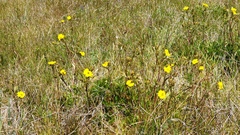 Potentilla gracilis fastigiata