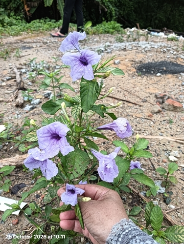 Ruellia tuberosa observed 2026-10-25