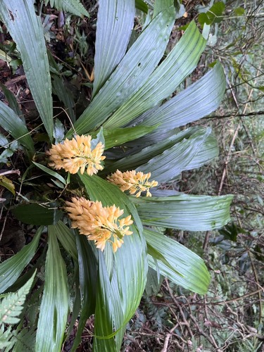 Calanthe observed 2026-10-26