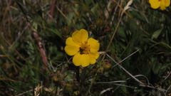 Potentilla gracilis fastigiata
