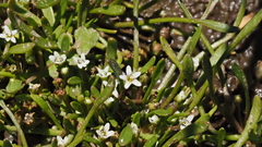 Limosella acaulis