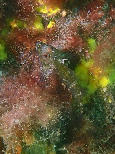 Helcogramma observed 2026-10-23