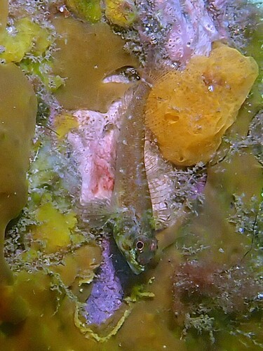 Helcogramma observed 2026-10-23