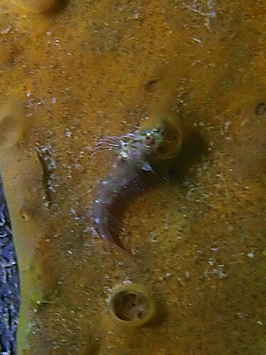 Helcogramma observed 2026-10-23