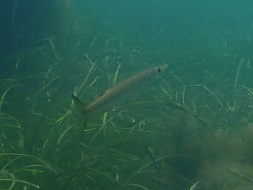 Sphyraena novaehollandiae observed 2026-10-23