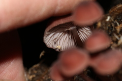 Mycena kurramulla
