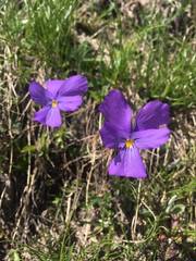 Viola calcarata