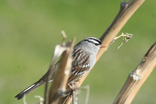 White-crowned Sparrow