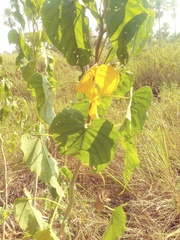 Ipomoea carnea fistulosa