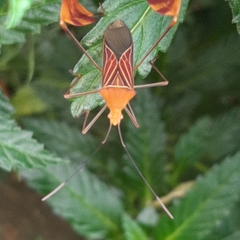 Anisoscelis podalicus